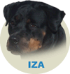 Iza Simba Wa Von Rottssel