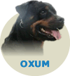 Oxum Ronny Von BR Zitthho's