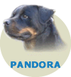 Pandora Max Ilco Von Rottssel