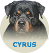 Cyrus Gaby WA Von Rottssel