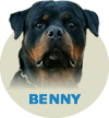 Benny Viper Rott Splendour