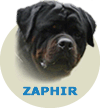 Zaphir Von Germanisch  