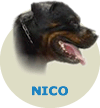 Nico