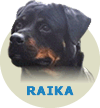 Raika Ector WB von Rottssel