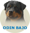 (A2) Odin Bajo Von Rottssel