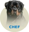 Chef Fanton Von Olivio