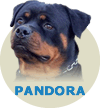 D'Pandora Xantos WC Von Rottssel