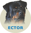 Ector Xantos Wb Von Rottssel